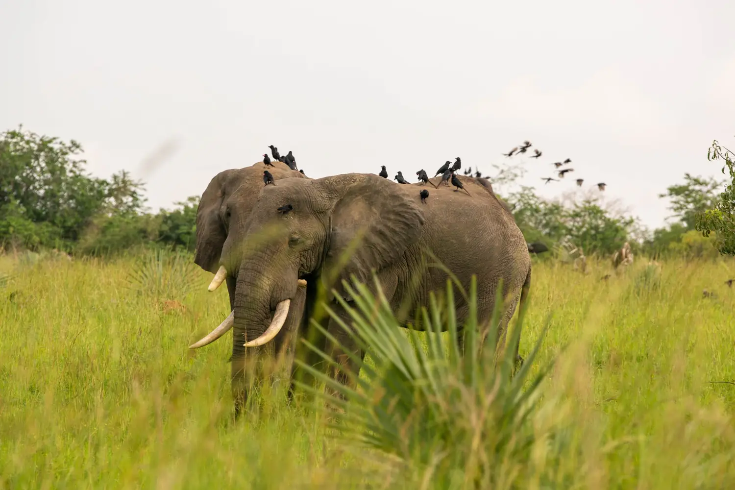 An elephant in tall grass